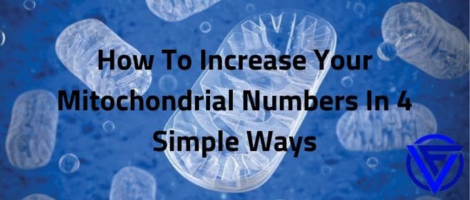 How To Increase Your Mitochondrial Numbers In 4 Simple Ways
