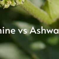 l theanine vs ashwagandha