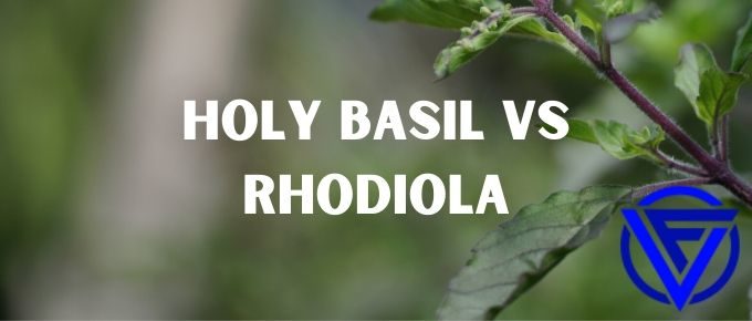 holy basil vs rhodiola