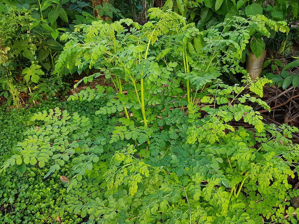 Moringa plant in a forest