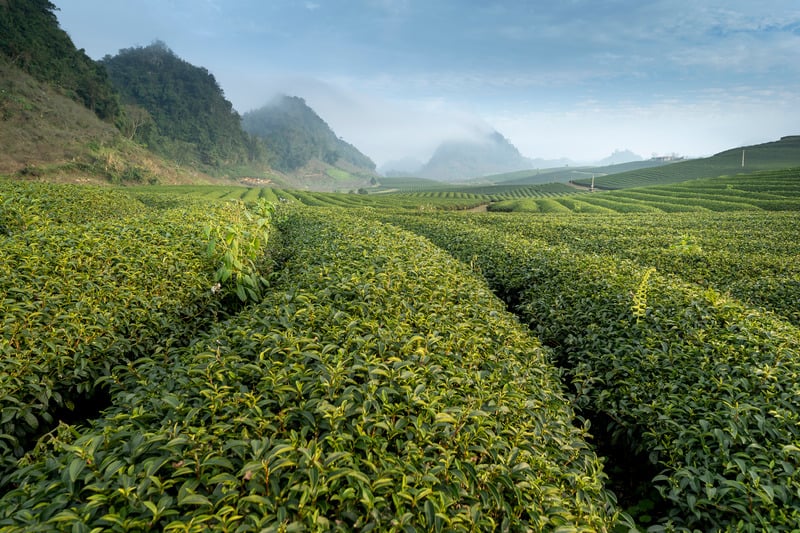 a field full of green tea leaves, which are high in l-theanine