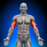 The biceps highlighted on a muscle diagram of a human