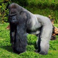 silverback gorilla