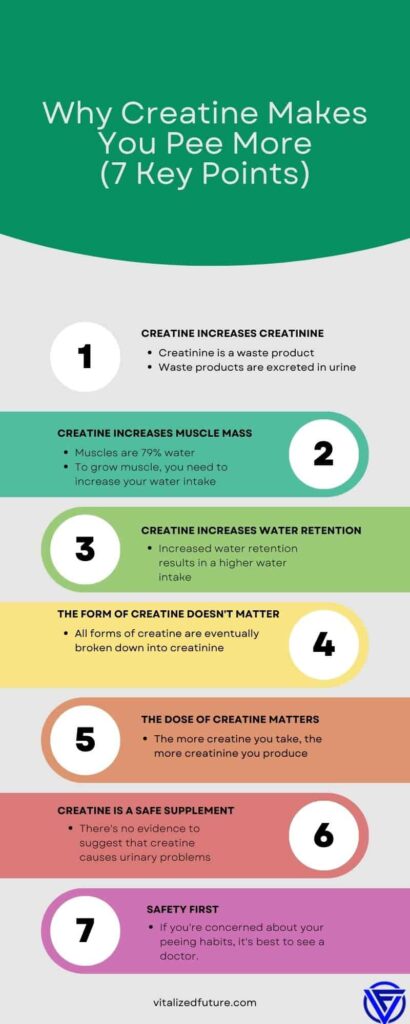 An infographic explaining why creatine makes you pee more